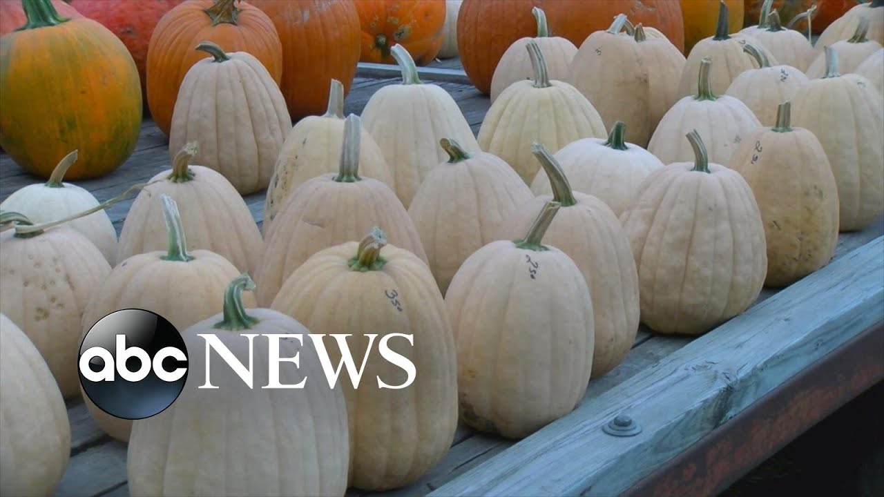 Farmers working hard to supply pumpkins for the season | WNT