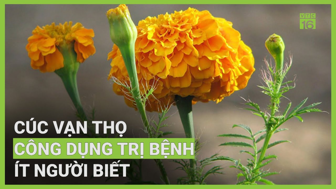 Công dụng chữa bệnh khó tin từ hoa cúc vạn thọ | VTC16
