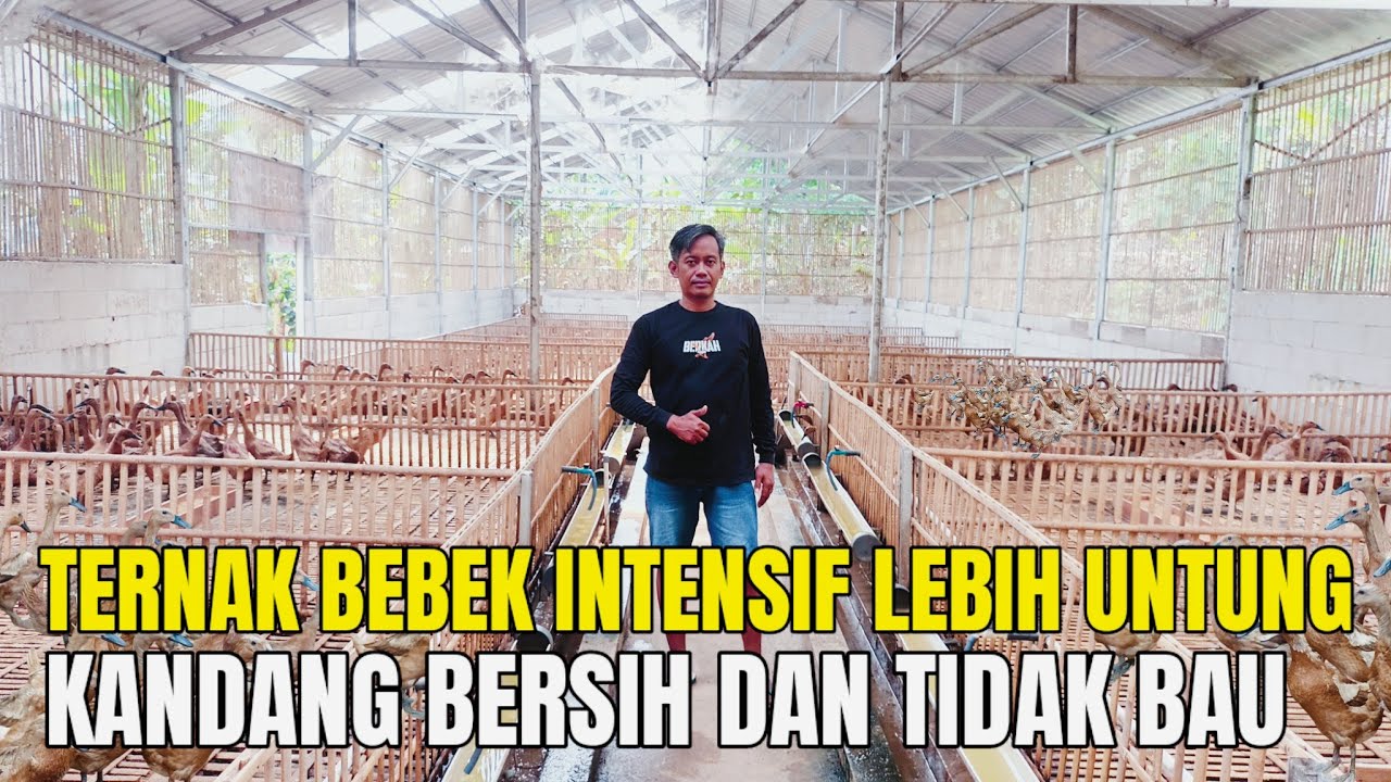 Ternak Bebek Petelur Secara Intensif Lebih Menguntungkan, Kandang Bersih Tanpa Bau