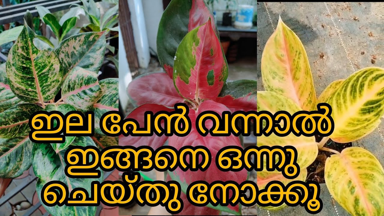 ഇല പേൻ ചെടിയെ നശിപ്പിക്കുന്നുണ്ടോ എങ്കിൽ ഉറപ്പായും ഇങ്ങനെ ഒന്ന് ചെയ്ത് നോക്കു.