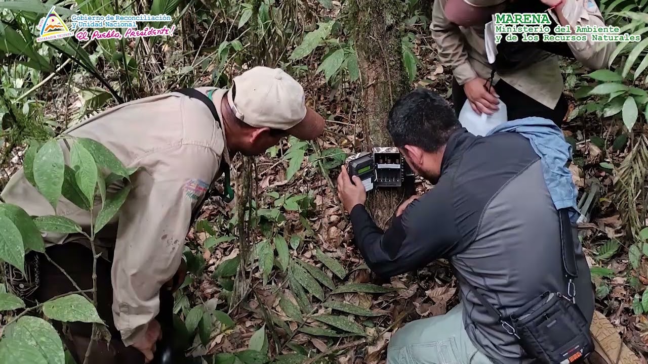 Cámaras Trampas Parque Nacional Saslaya