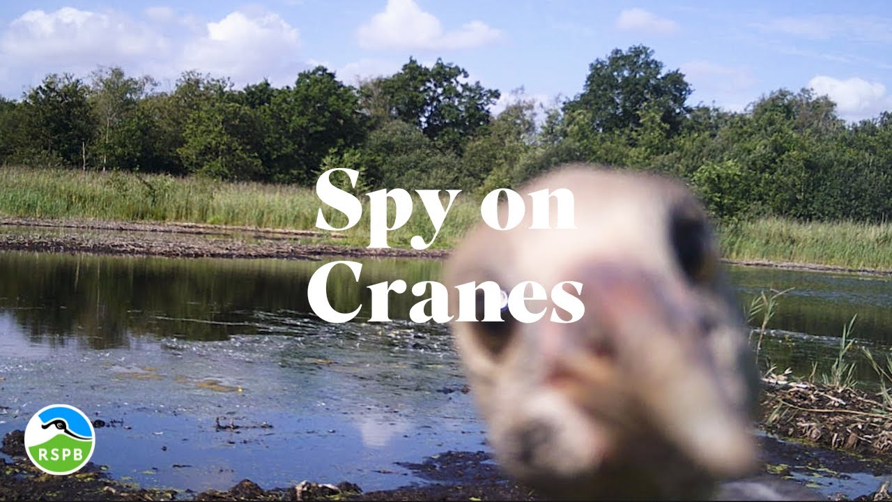 Spy on cranes | RSPB