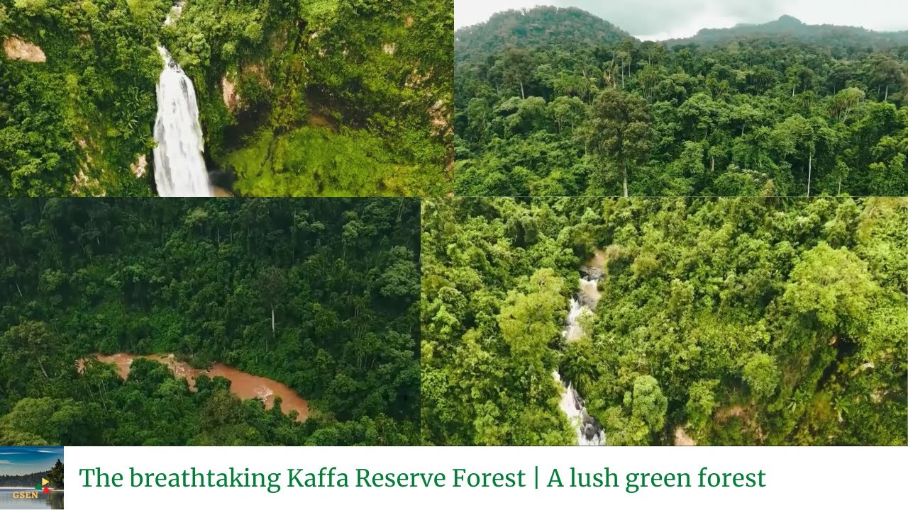 The breathtaking Kaffa Reserve Forest | A lush green forest | Kaffa | Ethiopia