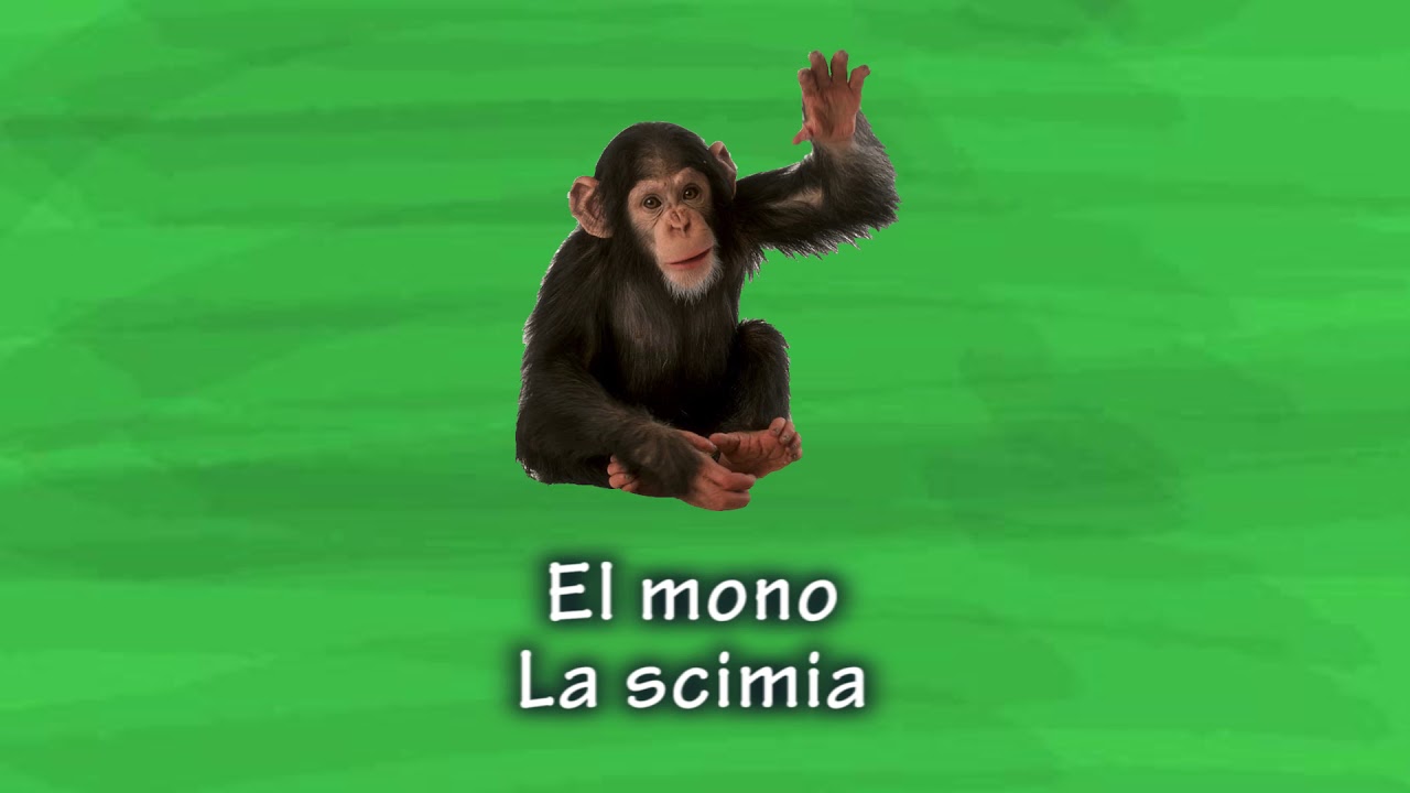 Los animales en italiano- Parte 2- Animales Salvajes