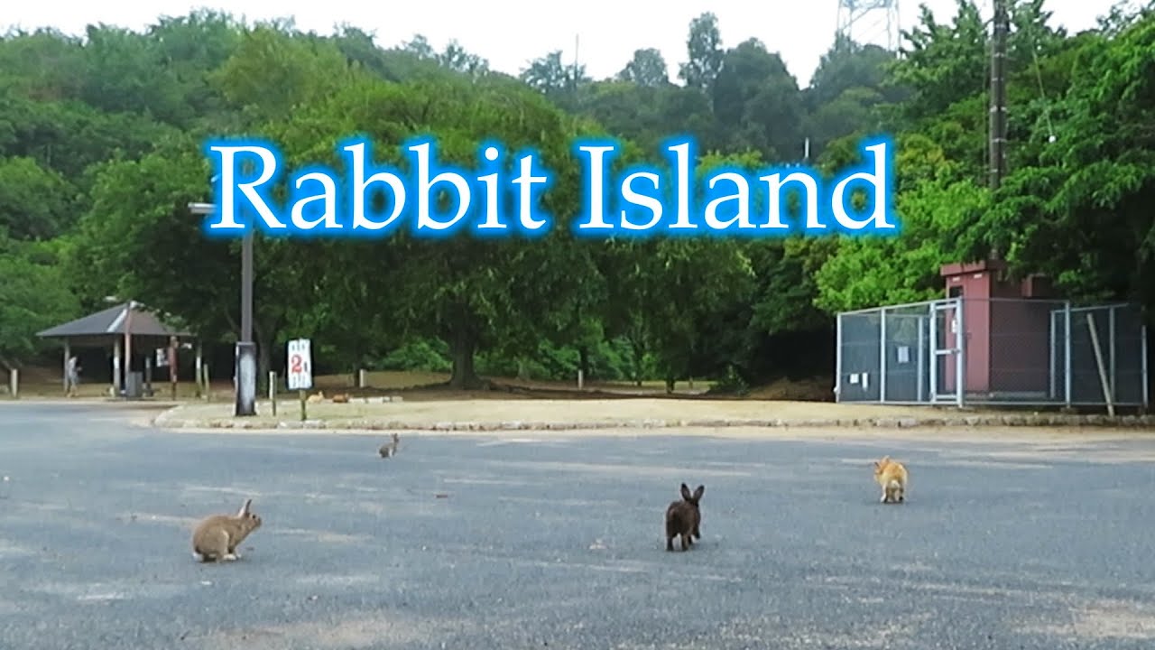 【 大久野島 】第２桟橋近くの兎さんが前回よりは増えていました (*^_^*)