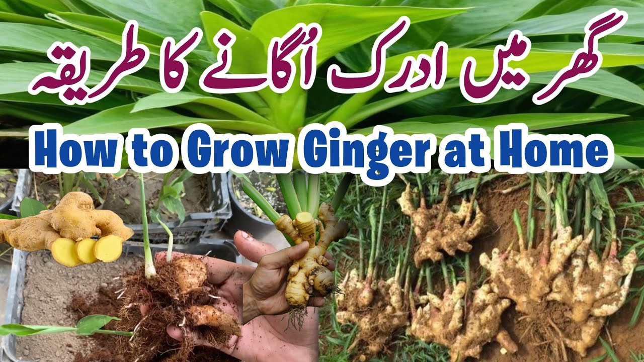 Ginger Grow at Kitchen Garden - Adarak Ko Ghar Pr Grow Kaise Karyen l Easy Steps | Complete Guide