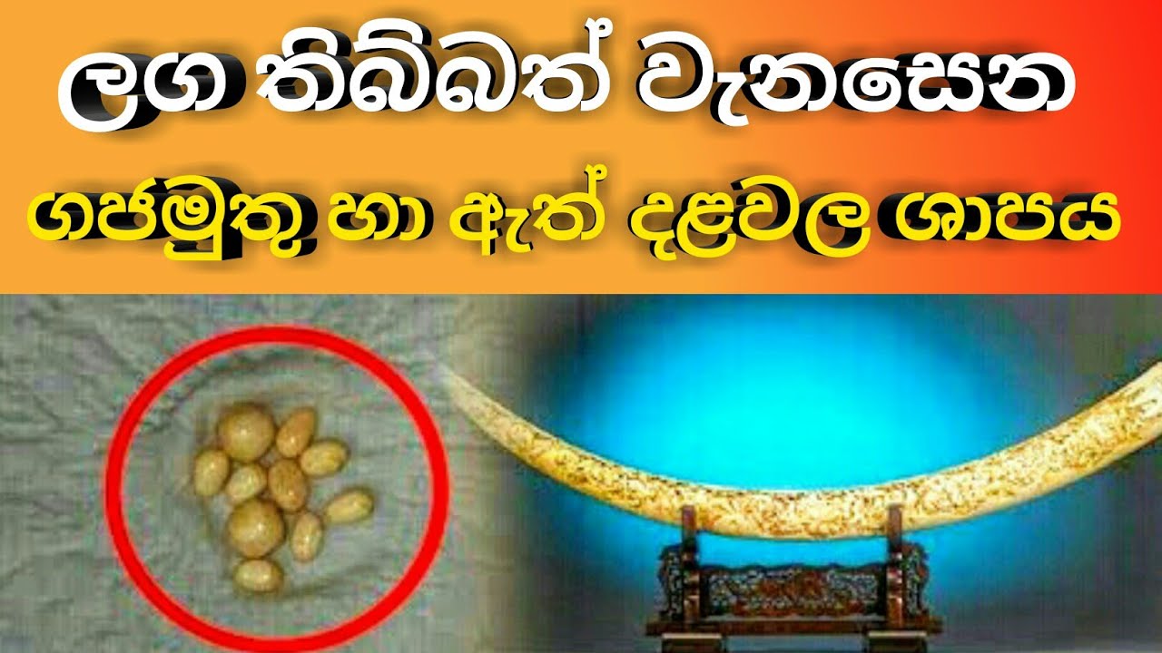 wishma denetha|ලග තිබ්බත් වැනසෙන ගජමුතු හා ඇත් දළවල ශාපය|wishma lokaya|nodutu|puduma|danuma|sinhala