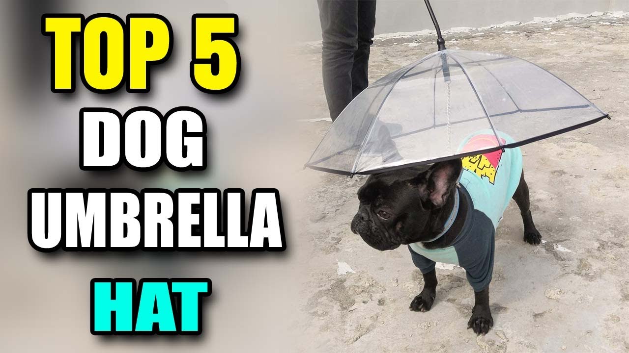 Best Dog Umbrella Hat, Dog Hat For Large Dogs