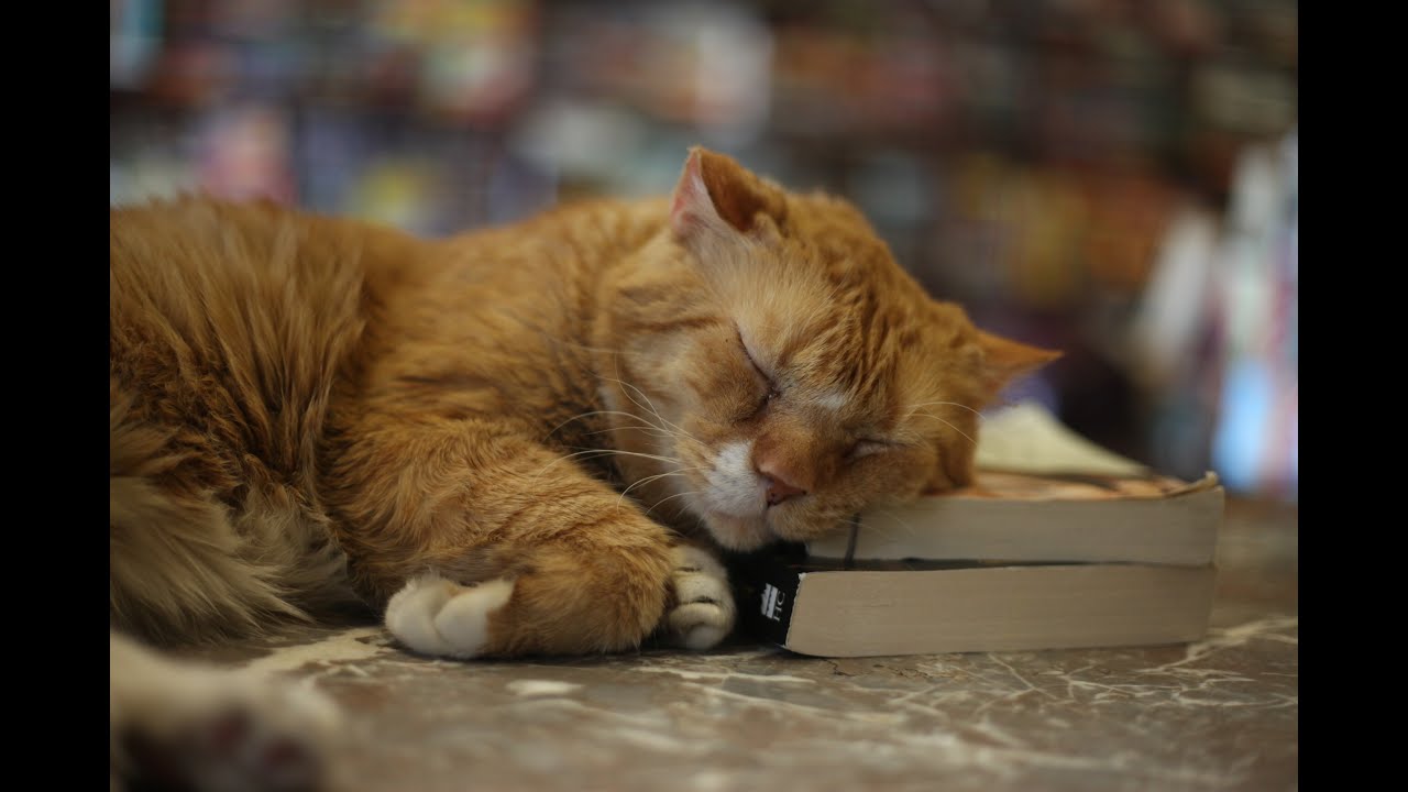 Meet The Great Catsby, the bookshop cat
