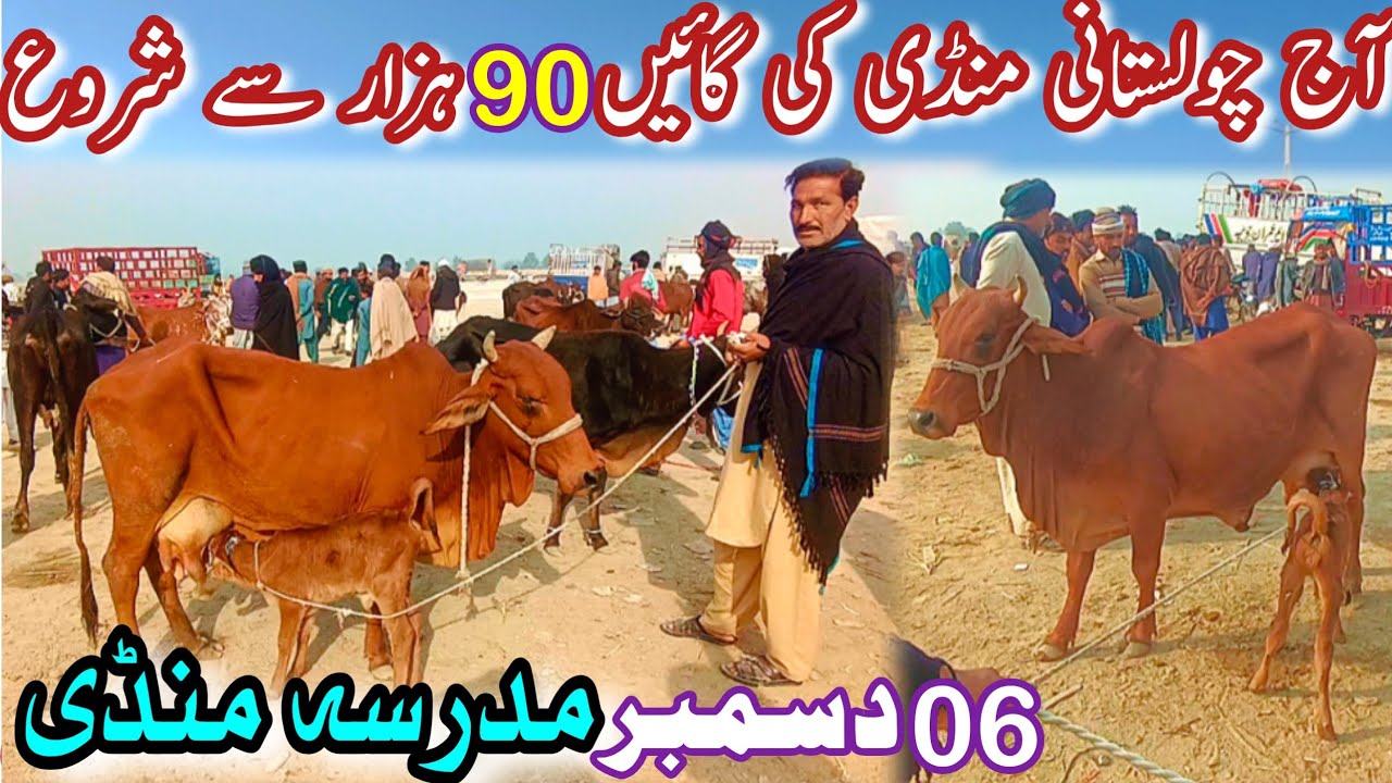 MADRASSA COW MANDI FRESH UPDATE || Sahiwal Cholistani Bakhri Desi Crouse Gay || Dairy Farming Bread