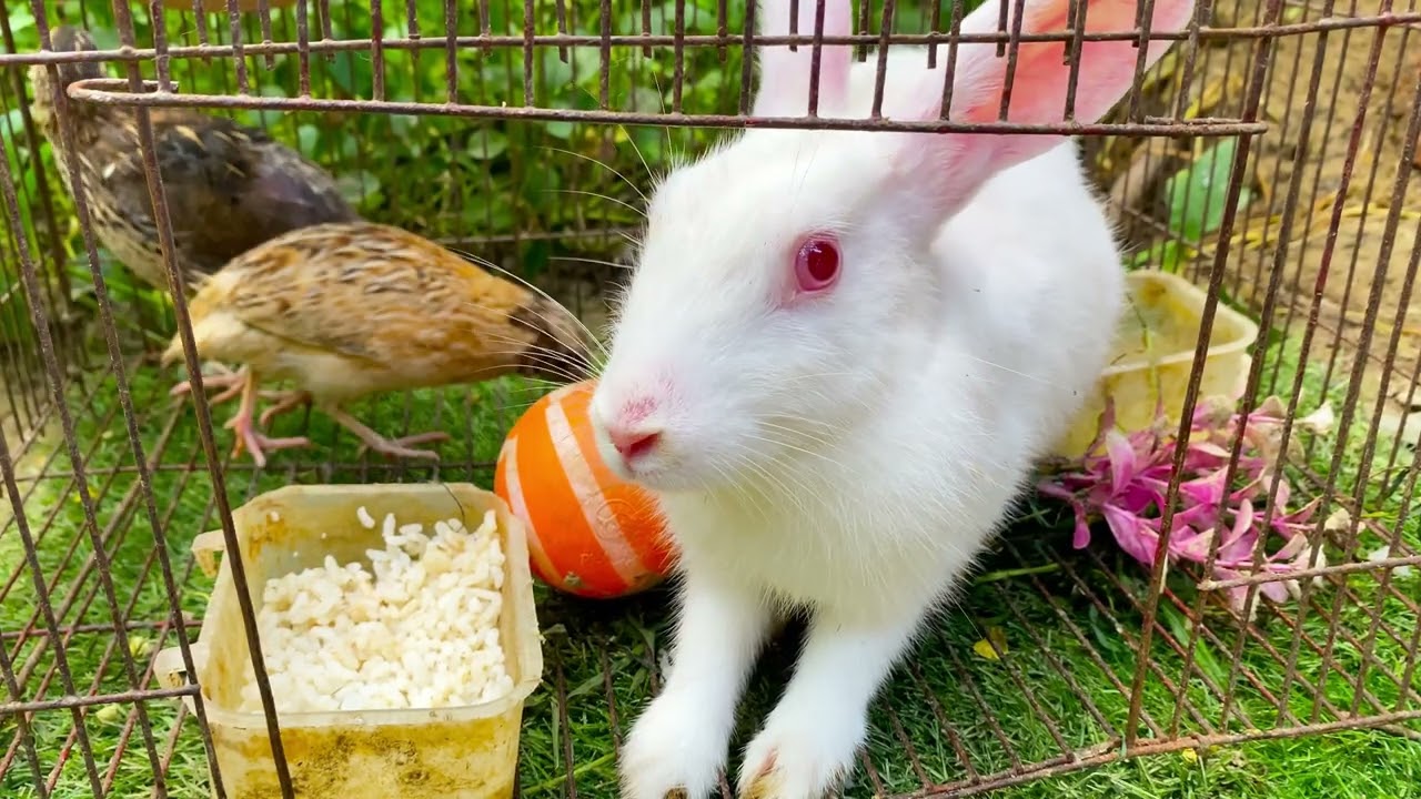 Beautiful Animal Sounds (Rabbit) | Rabbit Sounds Effects #rabbit#15