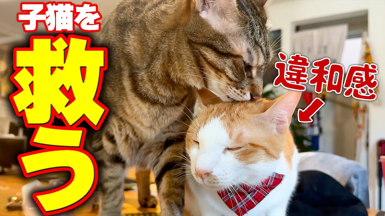【緊急】子猫の体の異変に気がついて知らせてくれたのは兄猫でした。