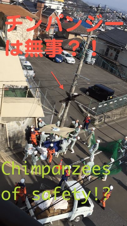 八木山動物園 チンパンジー 脱走 zoo Desertion chimpanzee