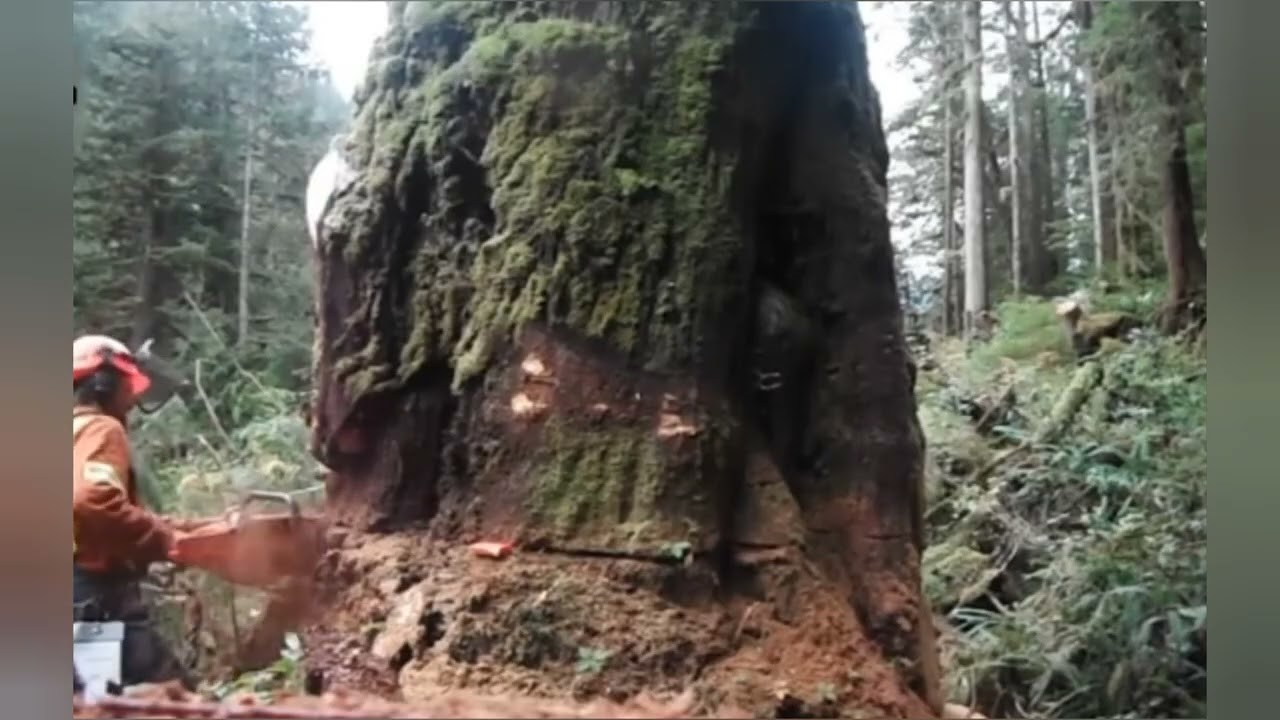 cutting wood with a chainsaw/ terapi / motoru testere ile odun kesme izle 