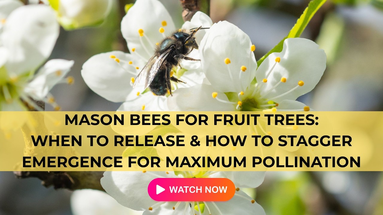 Mason Bees for Fruit Tree Pollination: When to Release & How to Stagger Emergence for Maximum Fruit