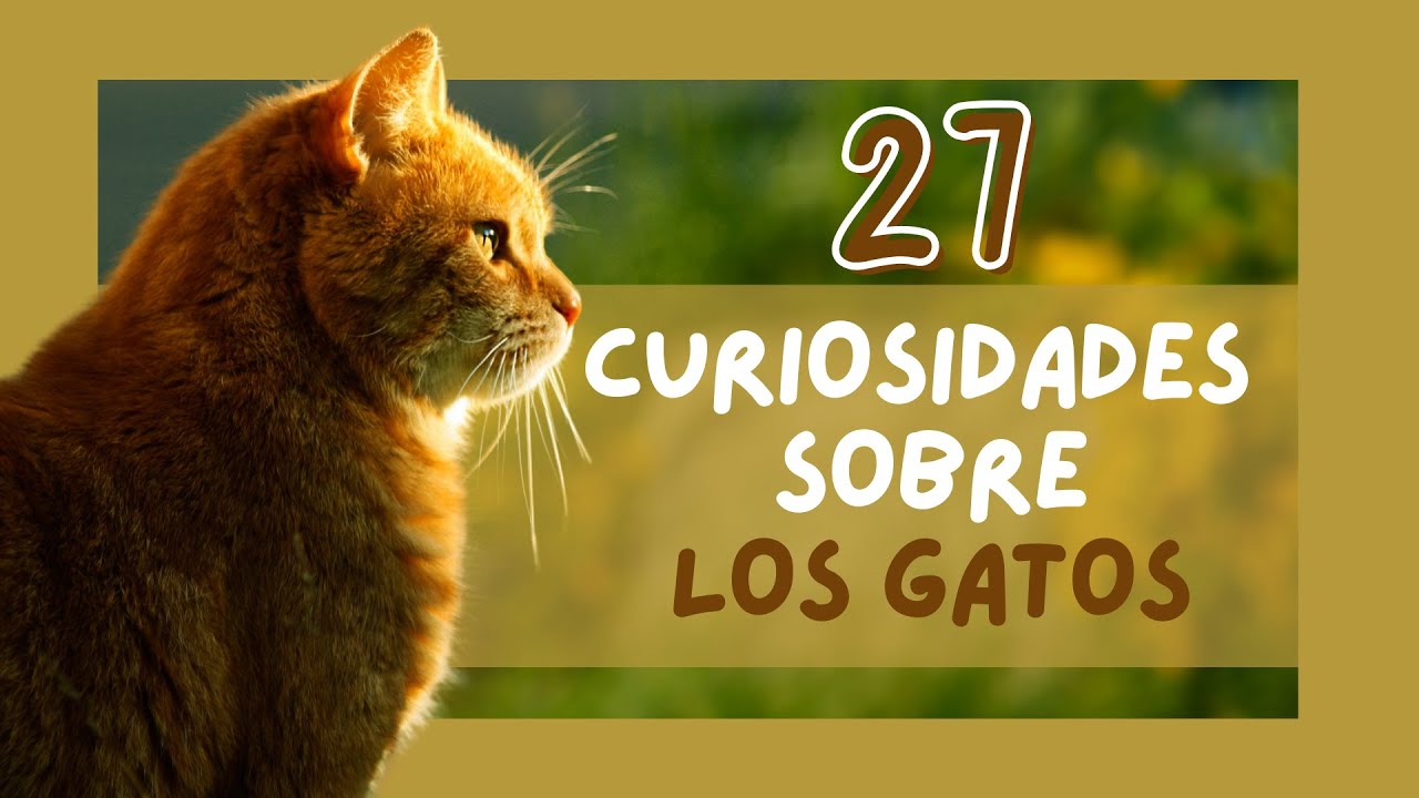 🐱 27 CURIOSIDADES sobre LOS GATOS que te Asombrarán!😍