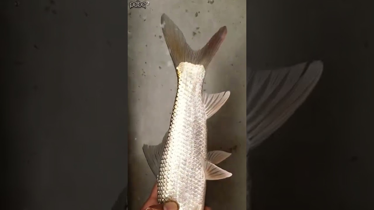 Mrigal Fish #shorts