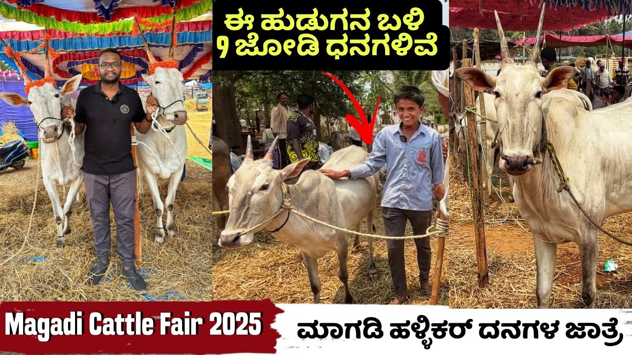 Magadi Cattle Fair 2025 | ಮಾಗಡಿ ಪ್ರಸಿದ ಹಳ್ಳಿಕರ್ ಧನಗಳ ಜಾತ್ರೆ  |Hallikar Bulls Fair | Magadi | Part 02