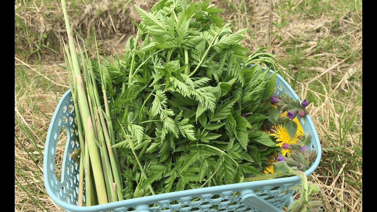 ДИКОРОСЫ в мае. Купырь лесной. Зеленые рулетики. Одуванчики в кляре.
