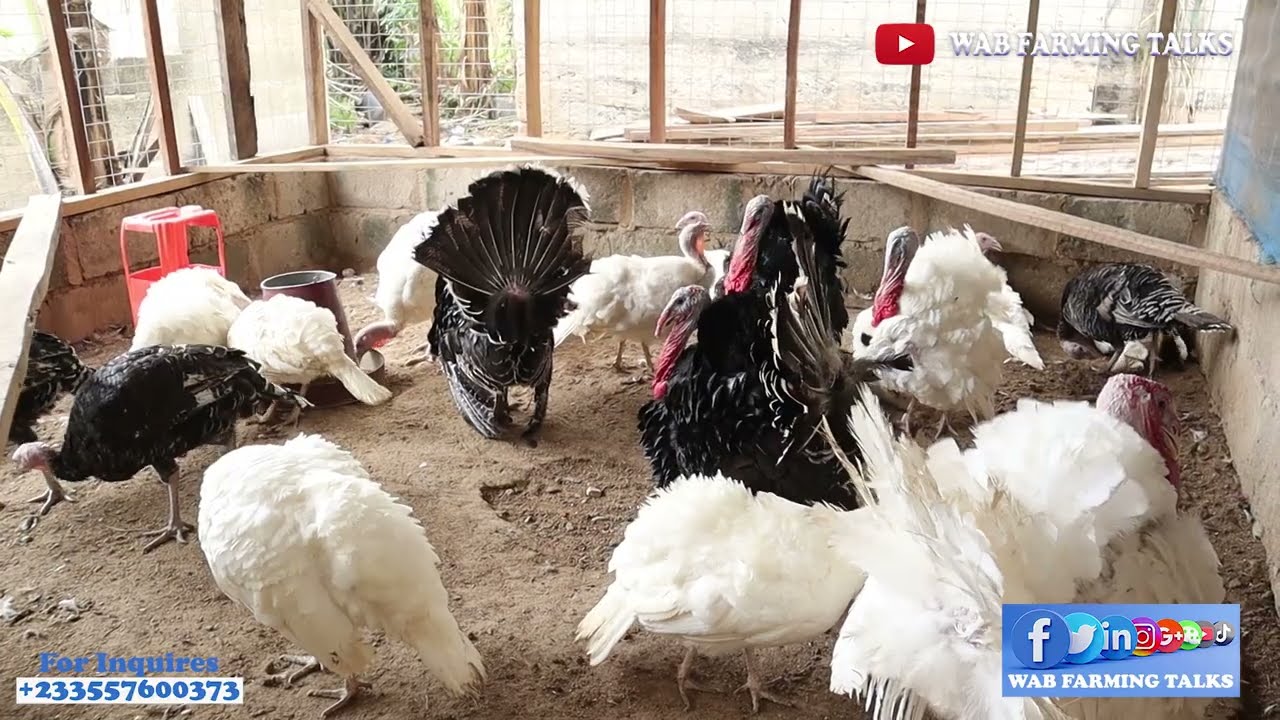 Top Secrets to Profitable Turkey Farming in Africa