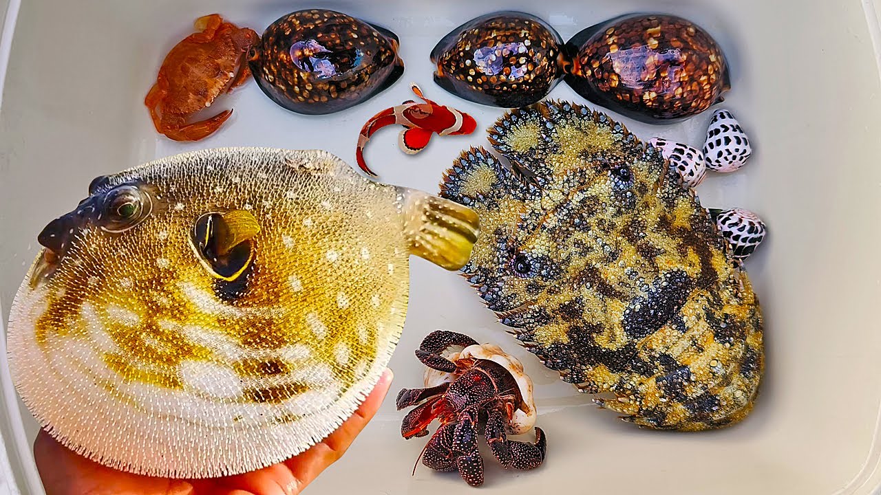 Tangkap ikan buntal dan kelomang, siput, keong, kepiting, ikan nemo, ikan laut, landak laut, lobster