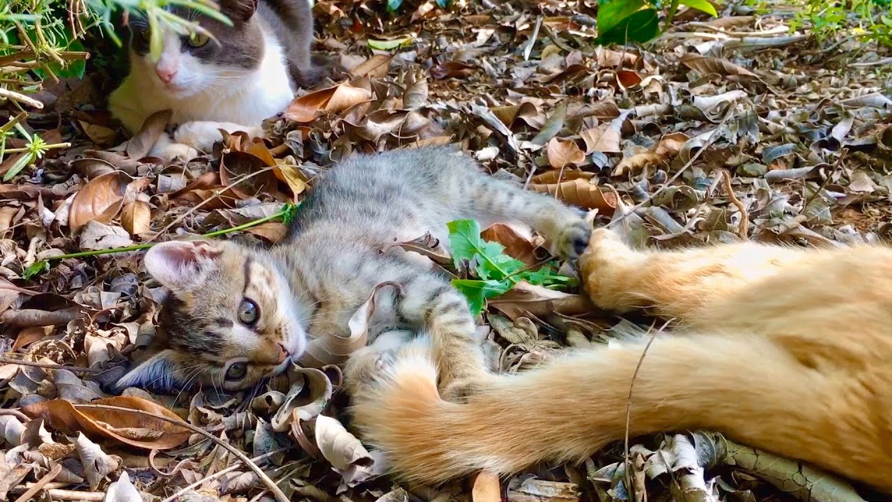 Patient Cat allows a newly adopted kitten to play with his tail