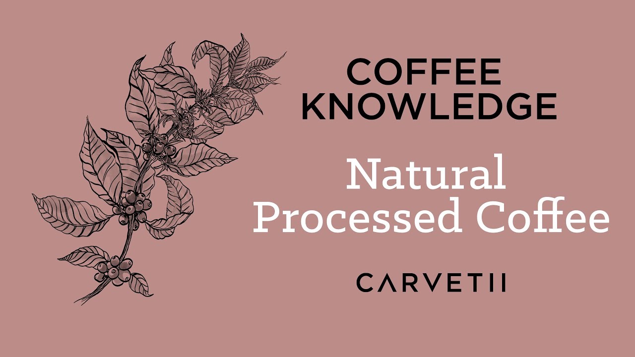 The Carvetii Guide to Natural Processed Coffee