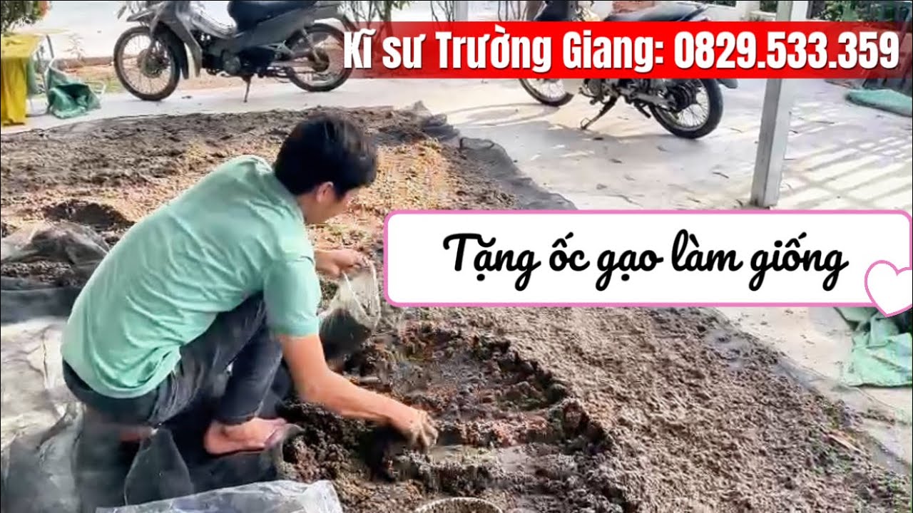 Đánh men thuốc đủ loại vẫn không lên ốc gạo trùn chỉ? Nguyên nhân do đâu? Xin hướng dẫn cách gây mồi
