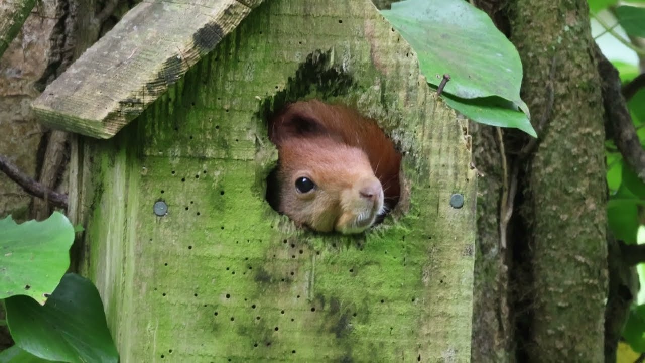 North Wales Wildlife highlights 070523