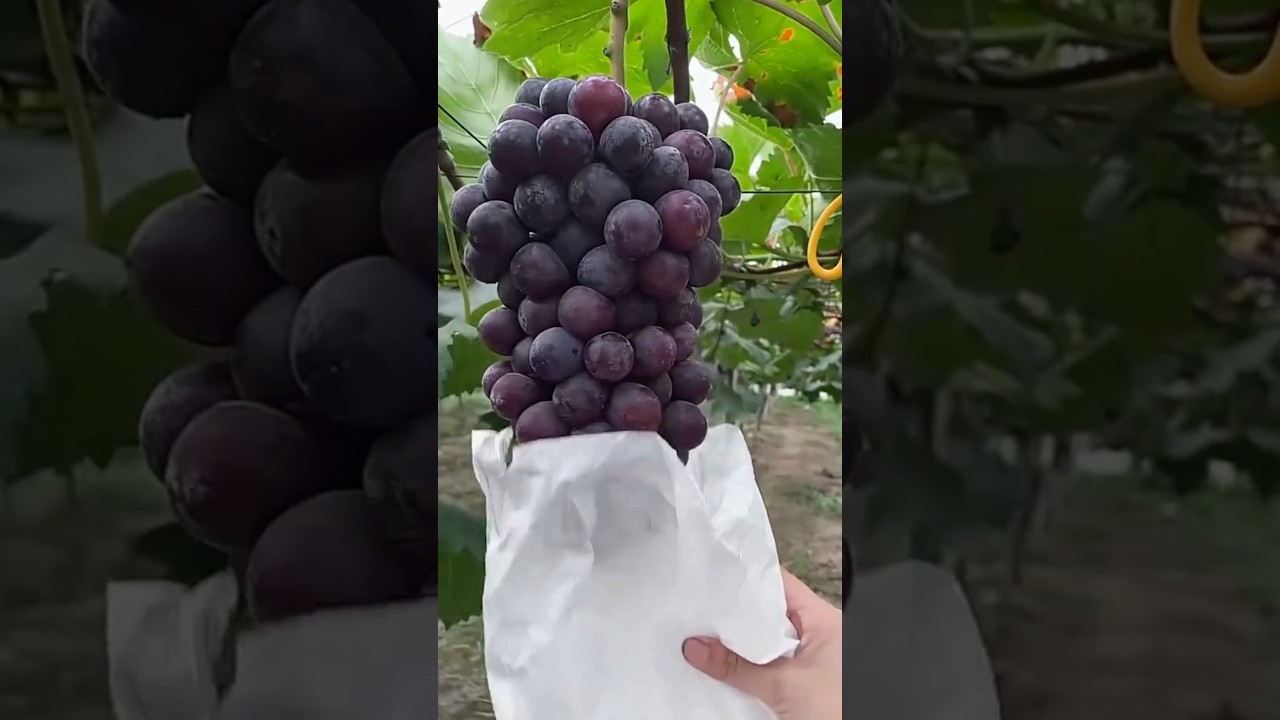 Easy Way to Protect Grapes From Birds and Bugs #satisfying@HappyFarm85