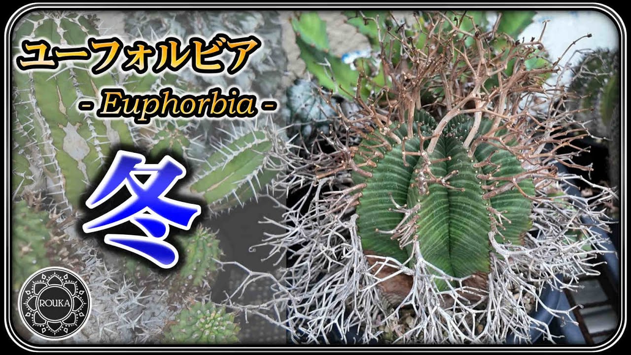【ユーフォルビア】 ユーフォルビアの冬の様子と管理 & お知らせ【アガベ】【多肉植物】【園芸】