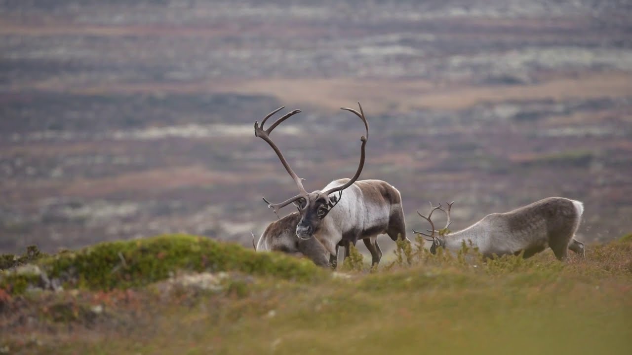Villrein i Forollhogna