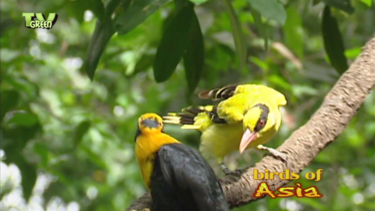 NatureNotes: Birds of Asia Thrills