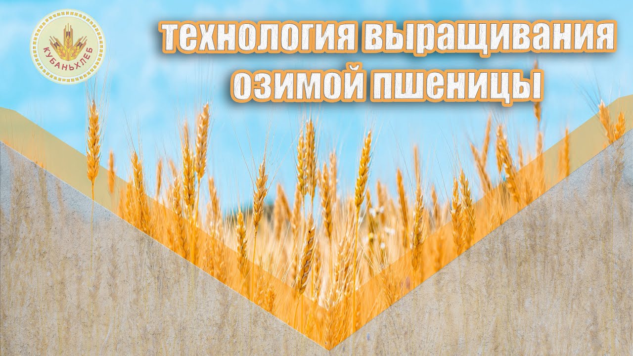 Технология выращивания озимой пшеницы | АПК 
