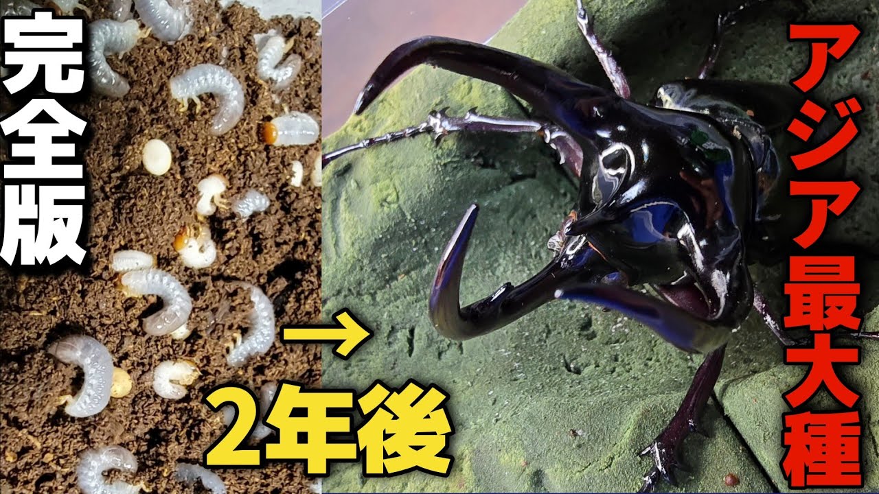 アジア最大のカブトムシで自己記録更新する巨大個体が羽化してきた2年間をまとめてみた