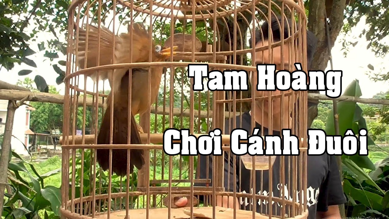 1809 Siêu phẩm họa mi tam hoàng - Bộ to Cao dáo | Quân Họa Mi