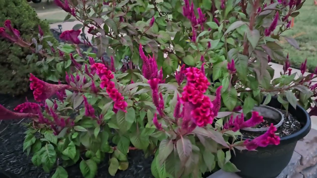Celosia/Coxcomb 2025