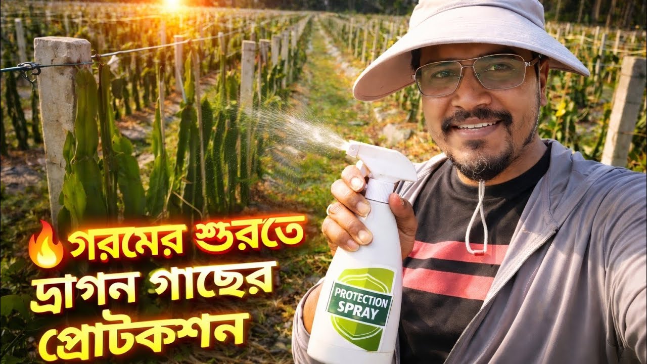 গরমের শুরুতে ড্রাগন ফল গাছের প্রটেকশন | High Density Dragon Fruit Farming Update | Latest Technique