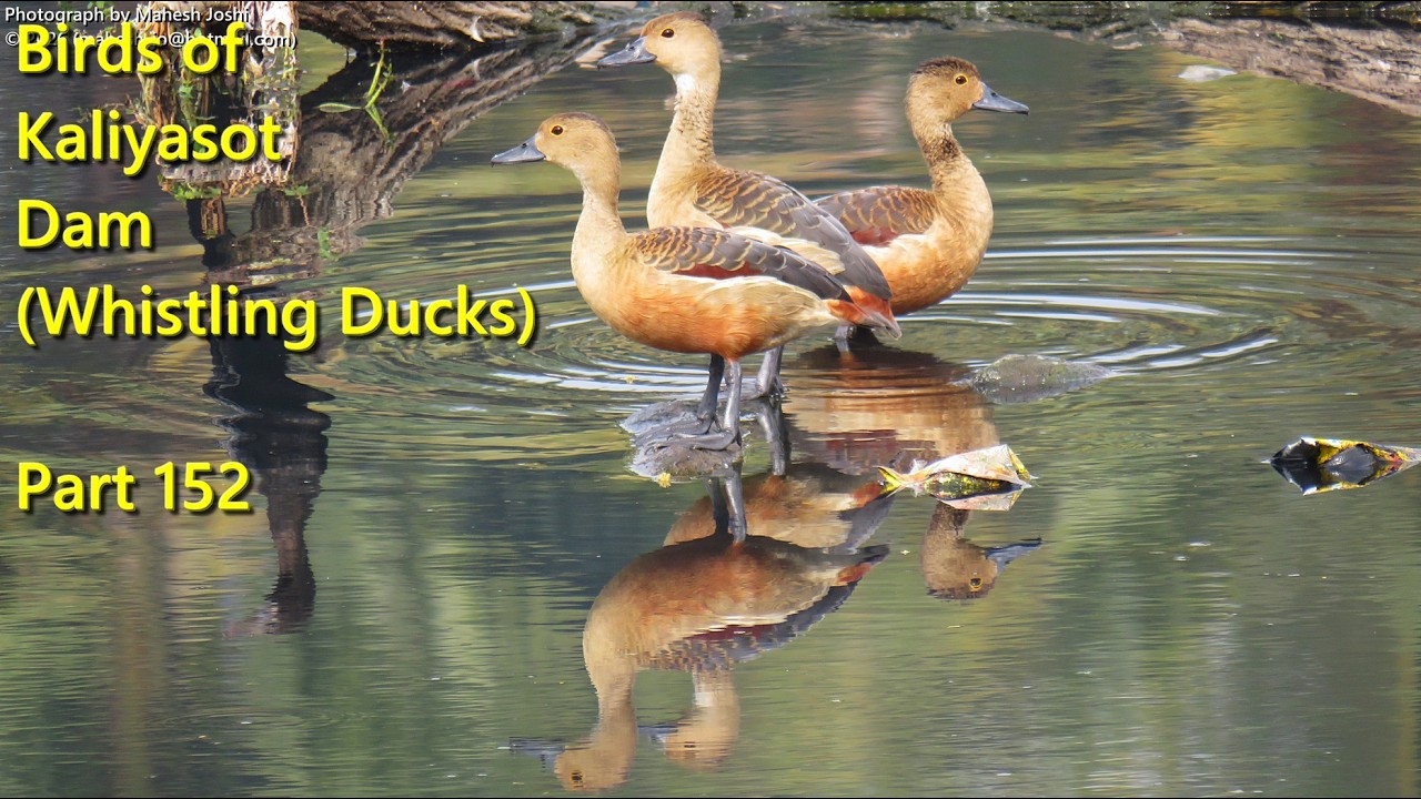 Birds of Kaliyasot Dam Whistling Ducks - Part 152