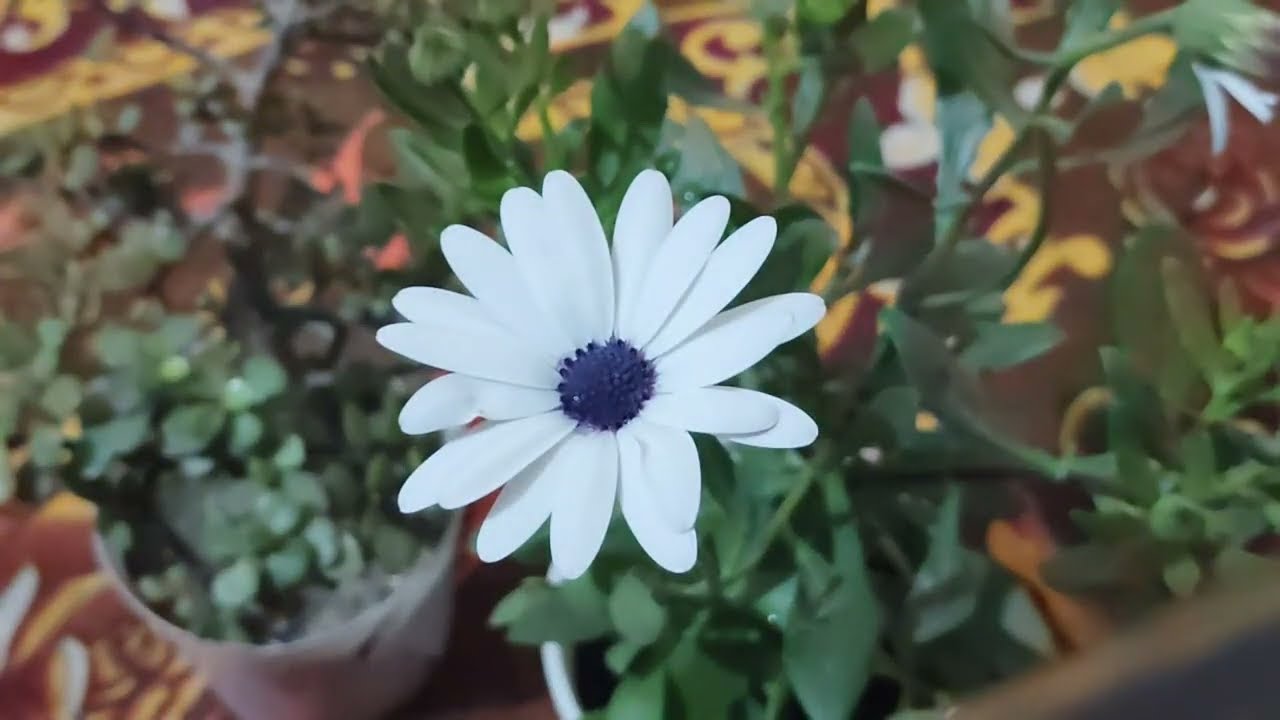 Terrace Gardening With Harish is live