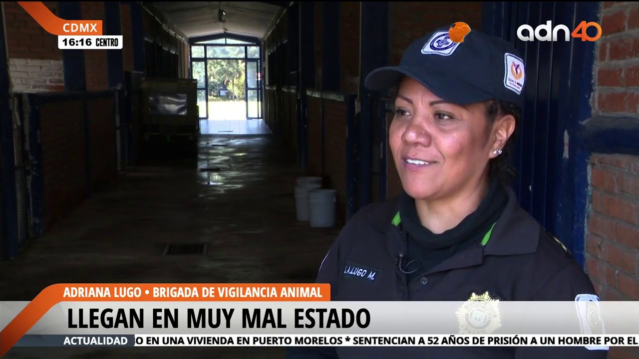 Brigada de apoyo animal en la CDMX