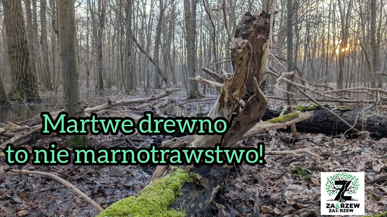Czy powalone drzewo w lesie się marnuje? Martwe drewno to nie marnotrawstwo! 