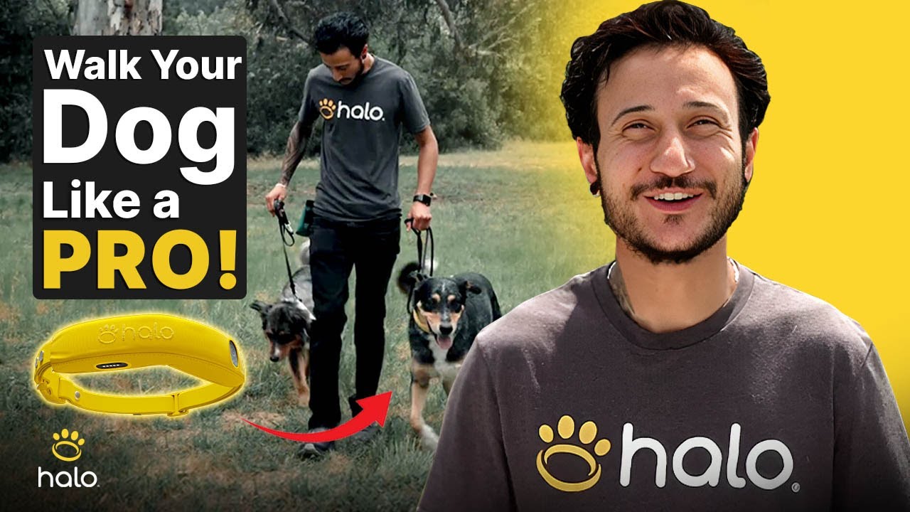 How to WALK Your Dog SAFELY with the Halo Collar App | Training & Walkthrough