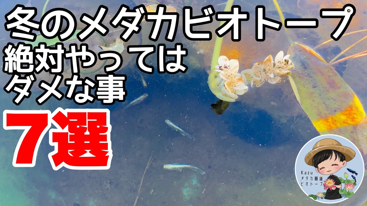 冬のメダカビオトープ絶対やってはいけない事７選！要注意！メダカ睡蓮ビオトープ