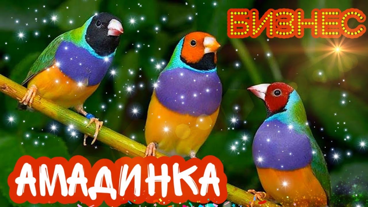ҚУШ БОКИШ БИЗНЕСИ амадины