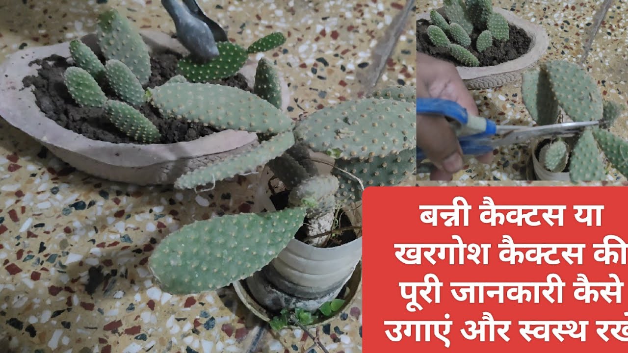 बनी कान कैक्टस या खरगोश कान कैक्टस की पूरी जानकारी कैसे उगाएं और स्वस्थ रखें कैक्टसBunny Ear cactus 