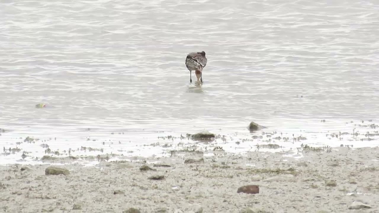 Black-tailed Godwit, Dernford Reservoir, Cambridgeshire, 31/7/22