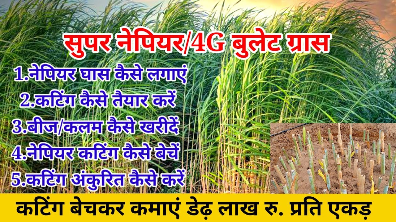 सुपर नेपियर ग्रास कैसे लगाएं। कटिंग/बीज कैसे तैयार करें।हरा चारा की खेती। nepiyar seed stick price