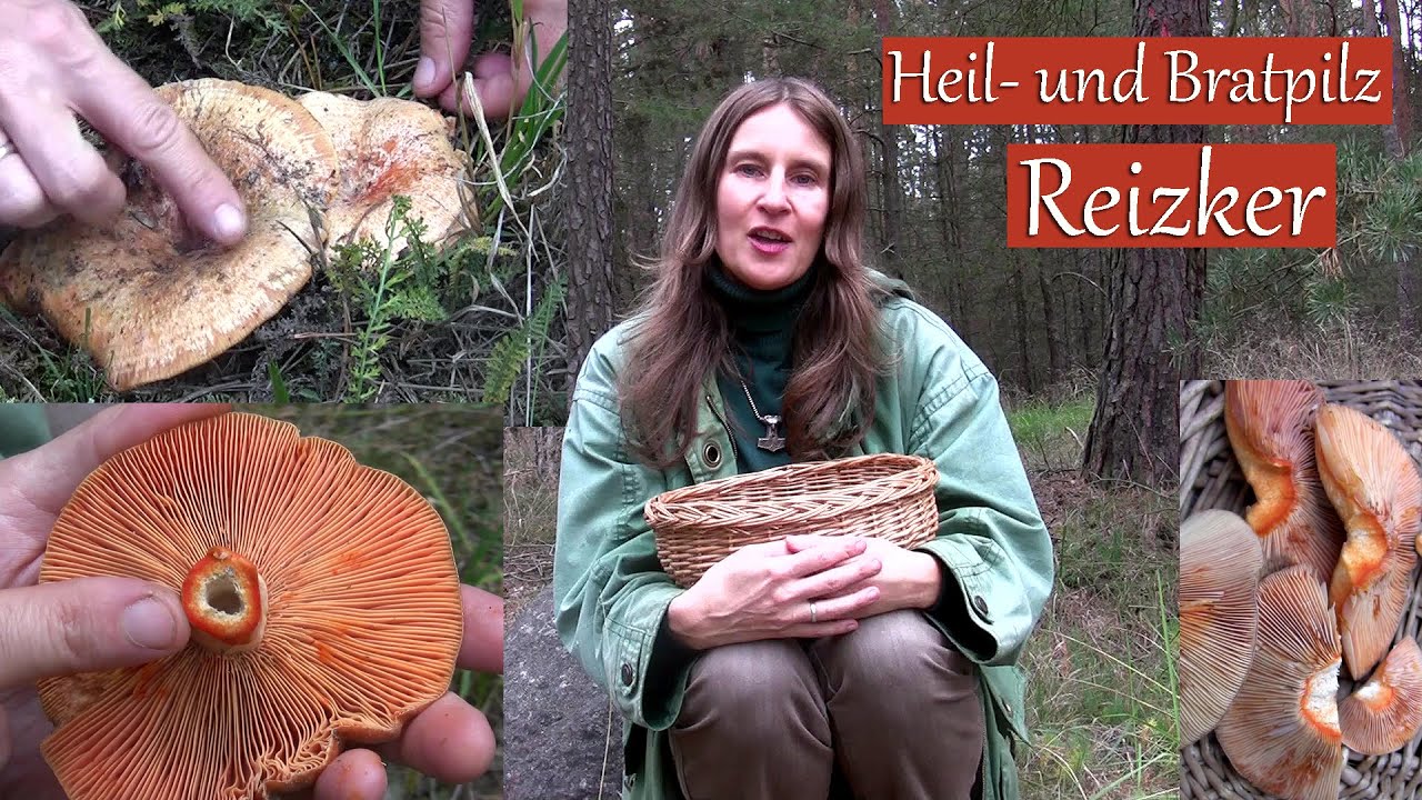 Heil-  und Brat-Pilz Reizker