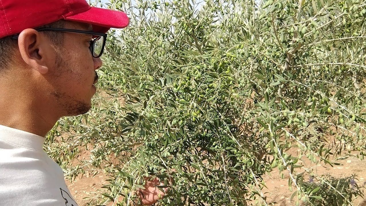 الكرونايكي اليوناني / ماشاء الله / العمر سنة ونصف / 30 هكتار